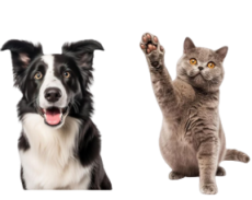 Pet Shop